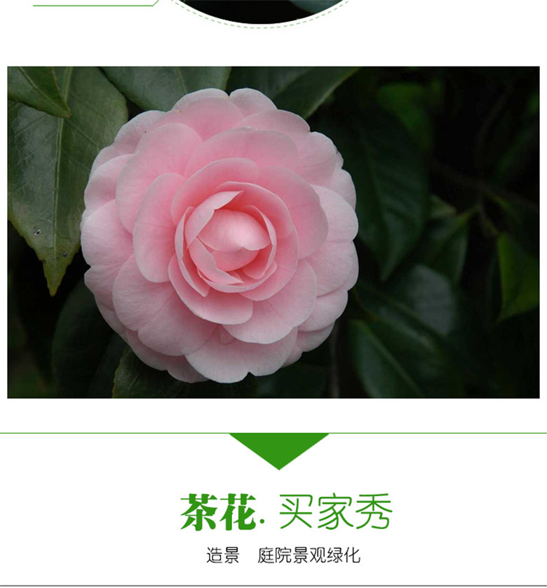 亿草园 茶花苗 山茶花苗盆栽地栽四季开花绿植花卉庭院玫瑰牡丹 粉牡