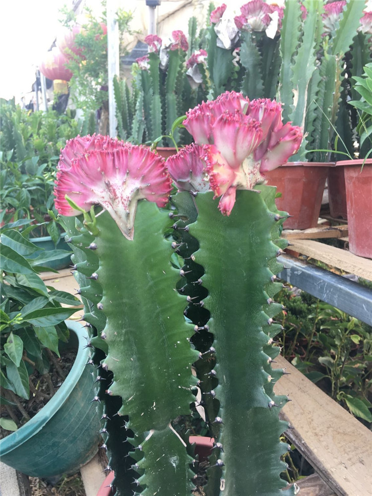 巴西龙骨盆栽花卉室内植物盆景绿植盆栽彩色龙骨麒麟掌量天尺仙人多肉