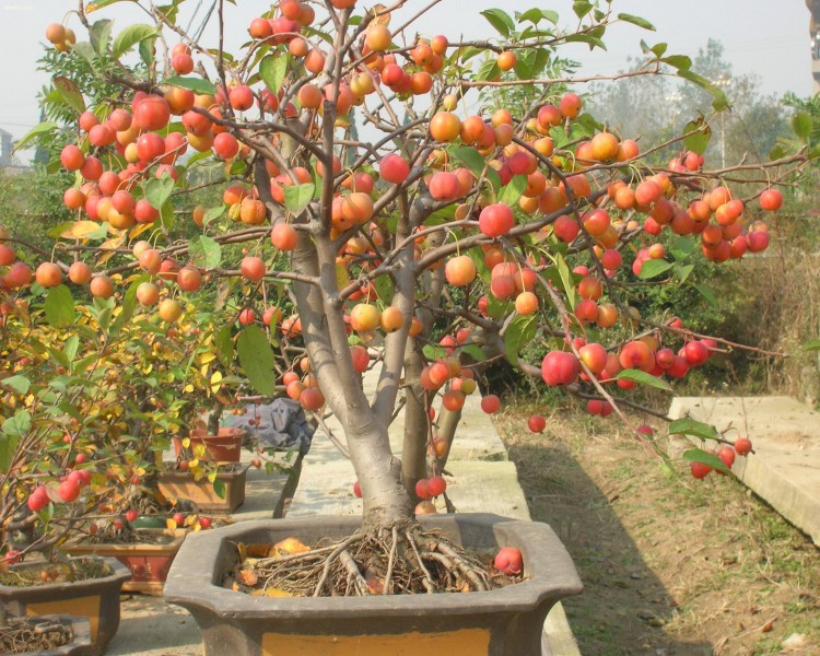 云缘 冬红果 长寿果 芭蕾小苹果苗盆栽 8年盆景 不含盆_ 6折现价428元