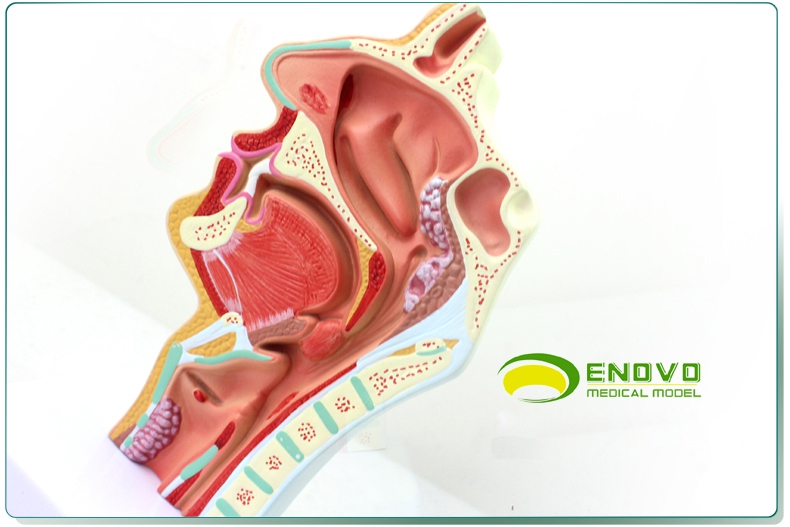 enovo颐诺人体鼻腔咽喉解剖模型鼻咽腔病理模型耳鼻喉科医学模型鼻炎