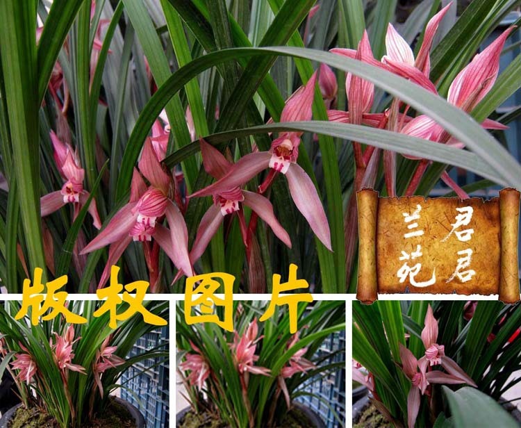 骏化 带花苞发货春节开花74君君兰苑74 兰花春剑铭品大红朱砂