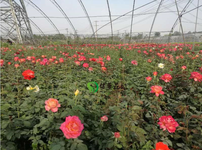 北京基地大花品种香水月季欧月庭院四季开花绿植盆栽花卉藤本花苗