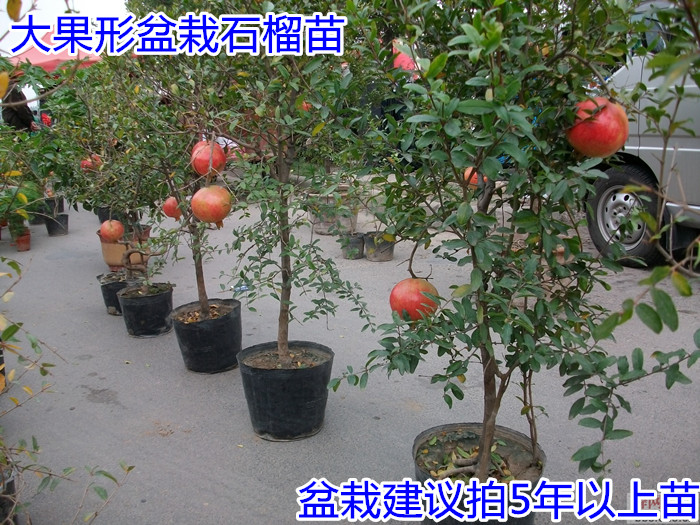 石榴树苗无籽大果红石榴河阴石榴苗南北方种植 美国蓝宝石石榴 五年苗