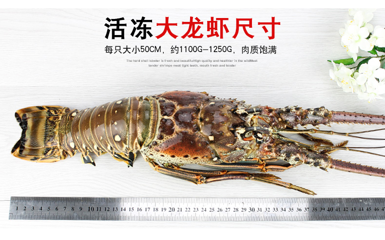 鲜博汇 龙虾 澳洲大龙虾 澳龙大青龙 1100-1250g/只 海鲜火锅 野生