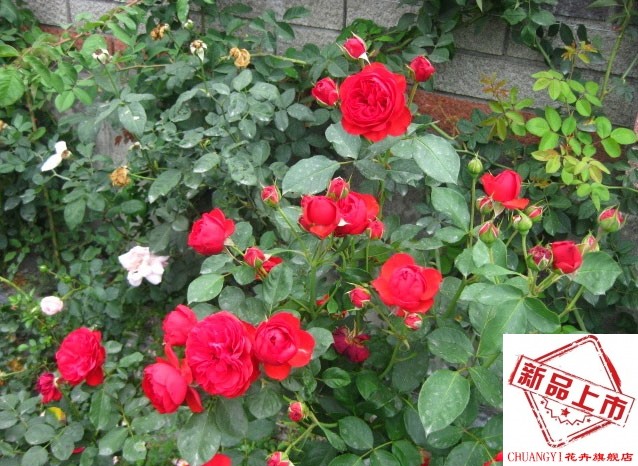 chuangyi 欧月花苗 月季花苗法国大地主 中苗 含盆_ 7