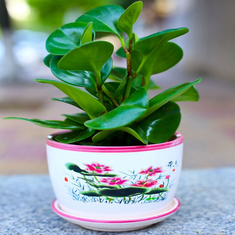 豆瓣绿 青叶碧玉 办公室内桌面盆栽 绿色植物创意绿植花卉图片