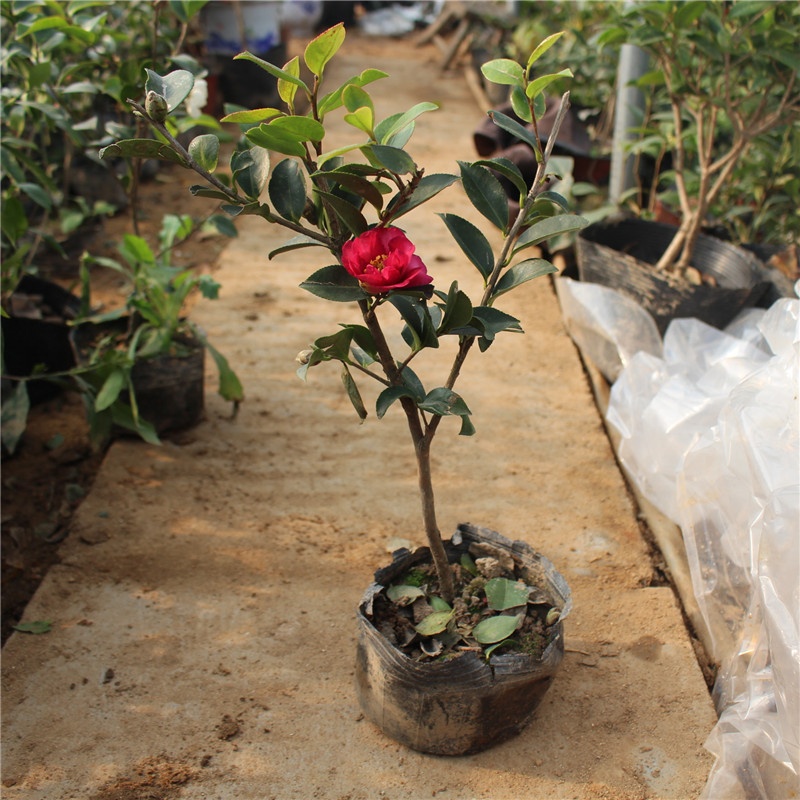 兰竹轩 实拍耐寒植物花卉茶梅树苗 茶梅花苗 茶梅花苗