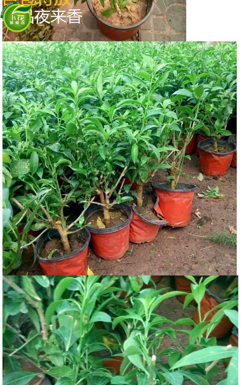 卜花 夜来香盆栽树苗庭院阳台四季开花绿植花卉净化空气驱蚊香草植物