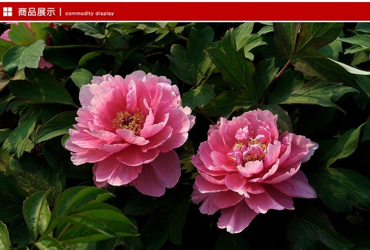 苏之卉绿植盆栽庭院花卉牡丹种子 中国国花牡丹花种子