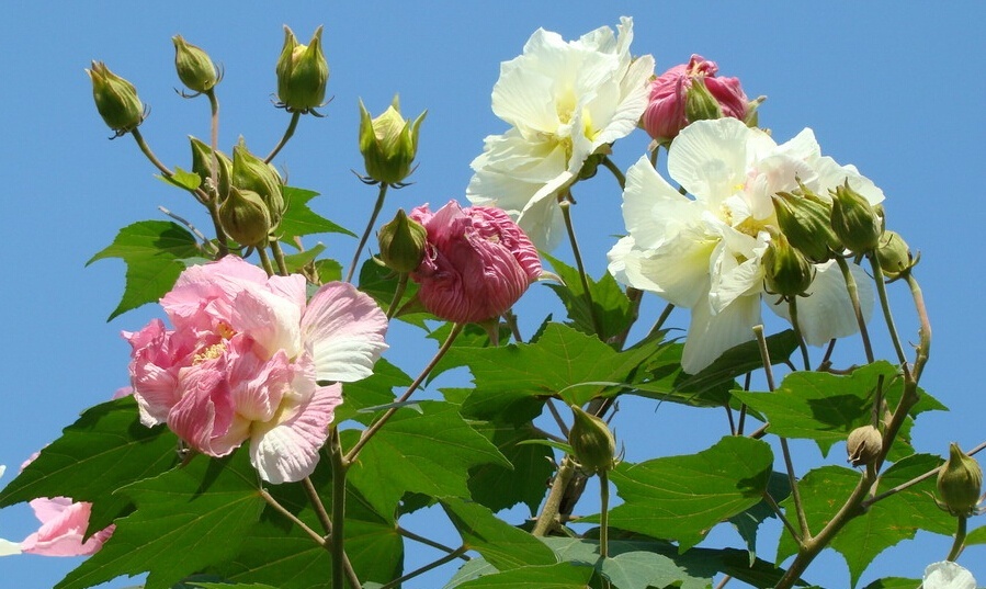 苏之卉新采木芙蓉种子|芙蓉花种子 长期开花可孤植 丛