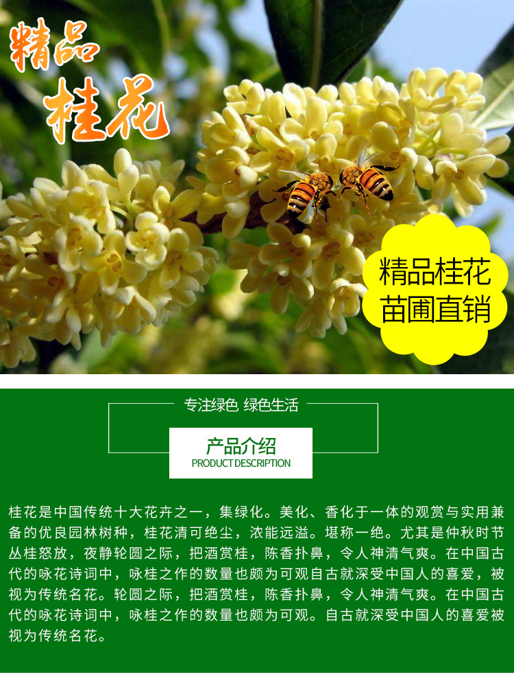 桂花树苗大树盆栽金桂丹桂四季桂开花浓香型庭院耐寒绿化美观观花植物