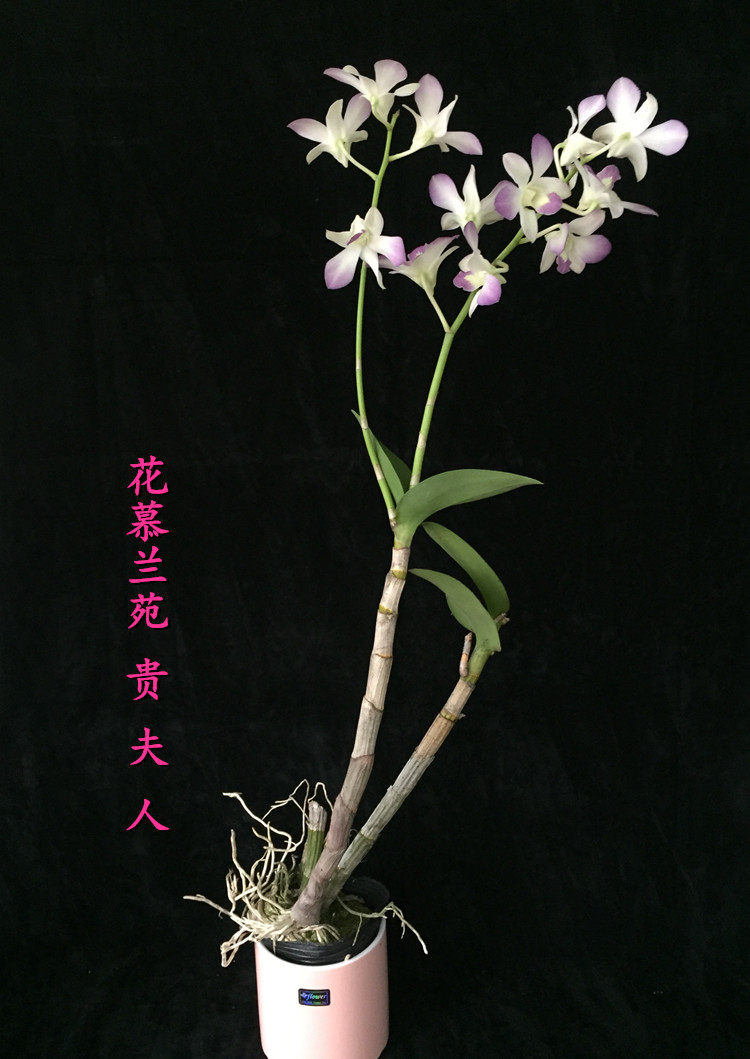 兰花泼墨迷你秋石斛兰香水春石斛室内盆栽花后苗超低价促销 三亚阳光