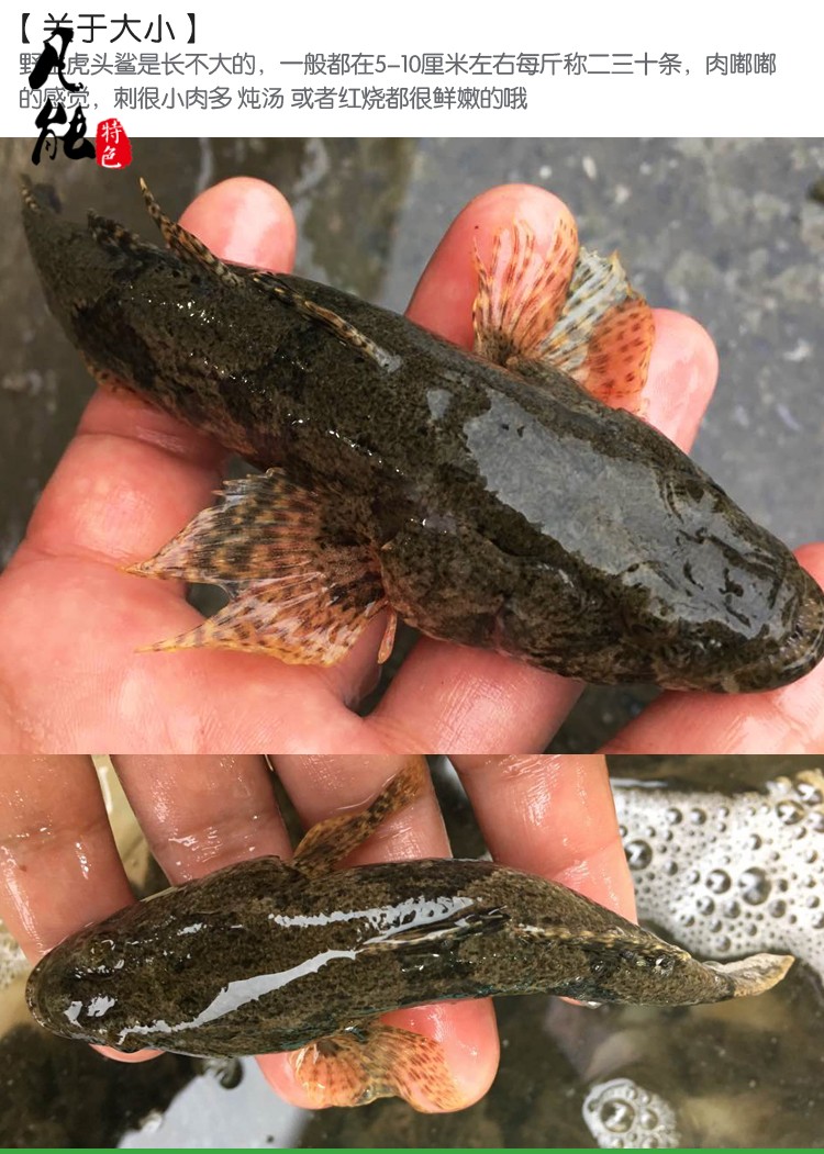 洪泽湖野生新鲜活虎头鱼呆子鱼沙塘鳢笋壳鱼土布虎头鲨土憨巴现杀_ 11