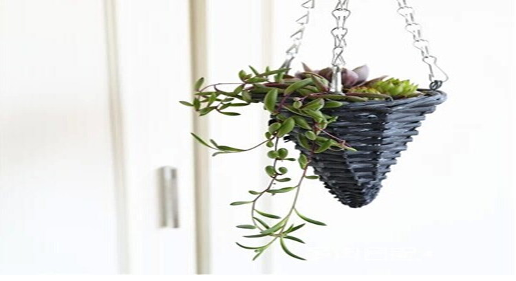 当多肉植物遇上竹筒花盆_手工小制作