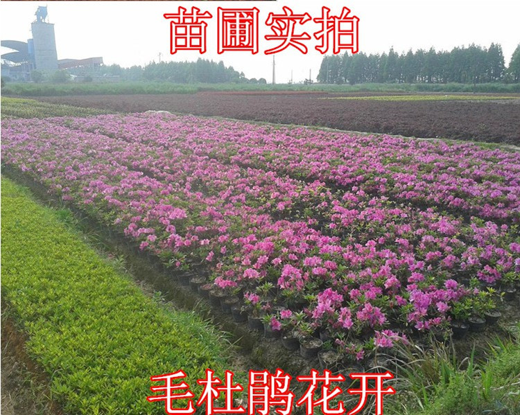 锈光 杜鹃花苗庭院绿化苗木毛娟树苗四季常青庭院绿化苗木树苗 25-30