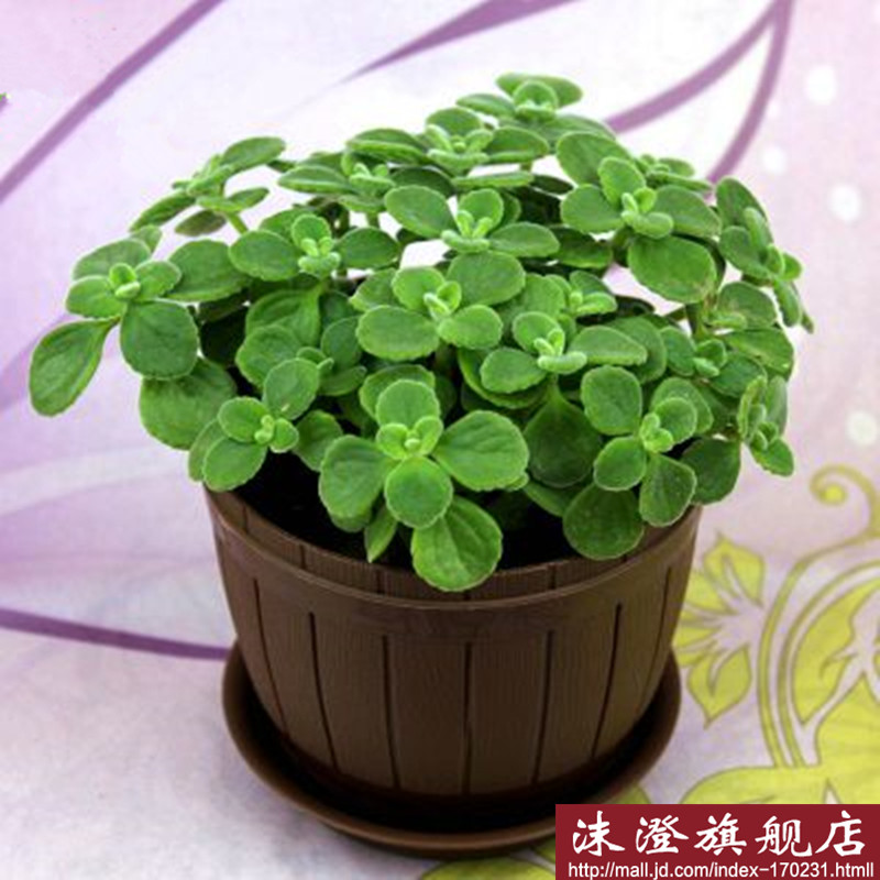 碰碰香盆栽植物花卉一抹香办公室 内绿植花卉芳香型植物净化空气 绿植