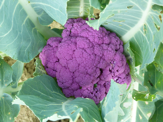 紫色花椰菜种子花菜蔬菜种子营养价值高适合各地栽培约20粒_ -2折现价