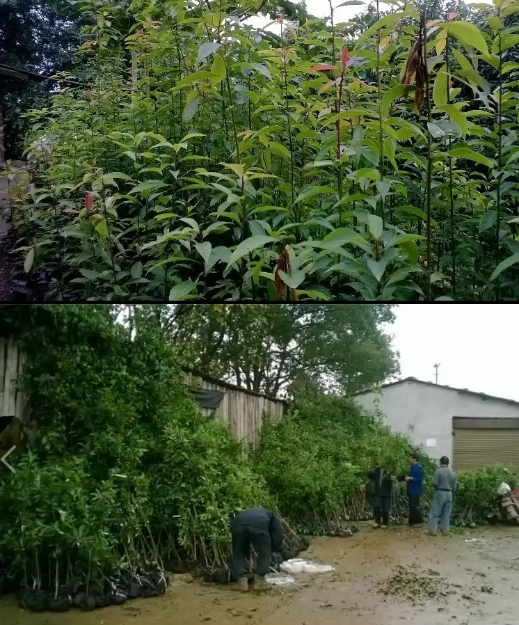 金丝楠木苗小叶桢楠苗沉香苗海南黄花梨苗小叶紫檀苗菩提名贵树苗 1年