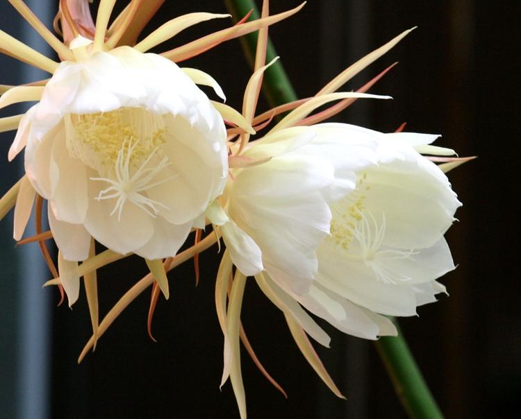 昙花苗桌面阳台盆栽绿植花卉昙花苗俗称月下美人 颜色