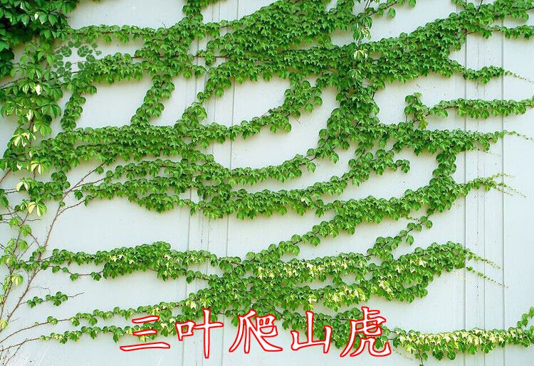 爬山虎苗爬藤种子爬墙虎四季长青庭院红叶美国攀援蔓藤花植物大苗 会