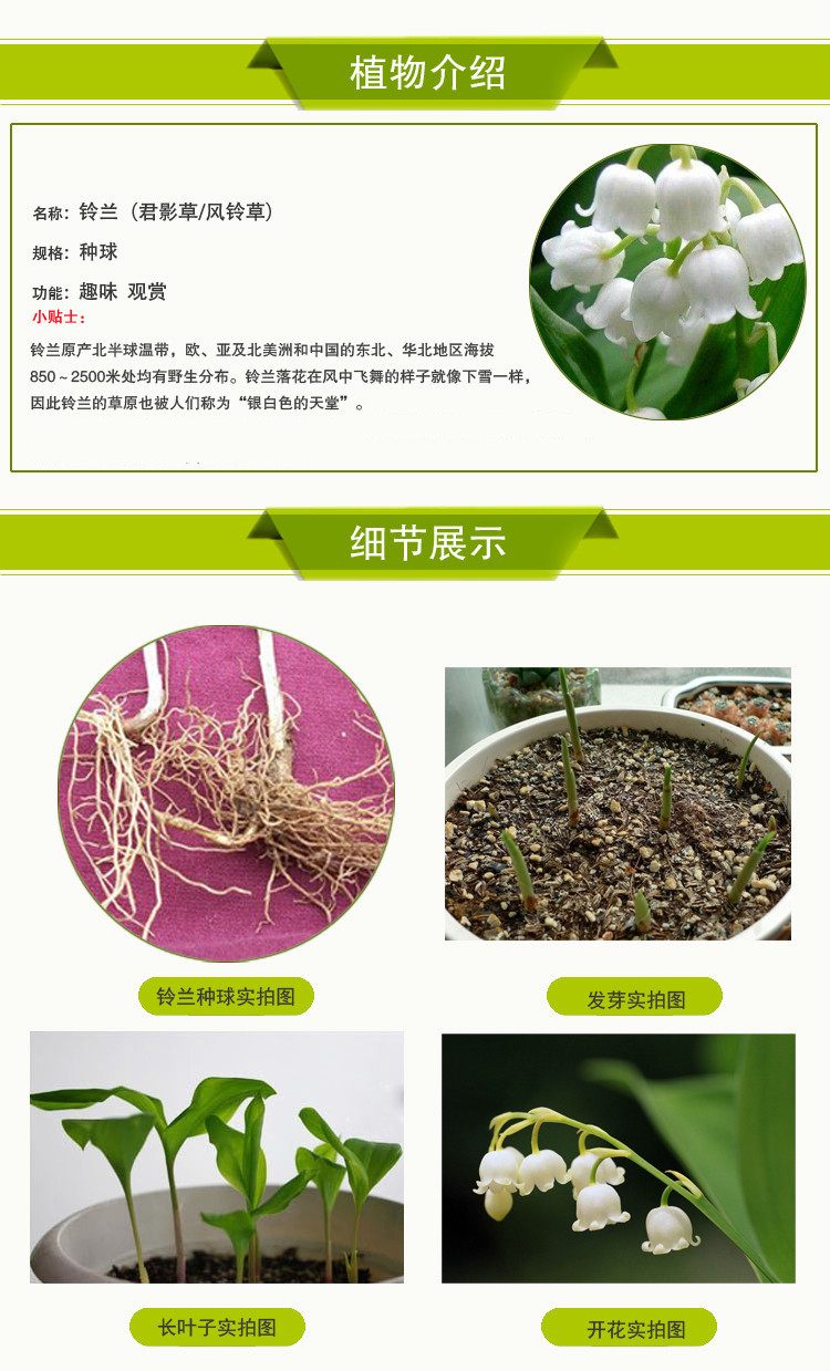 铃兰花种根室内盆栽球根花卉种球芳香型铃兰花苗种根当年可开花 雪之