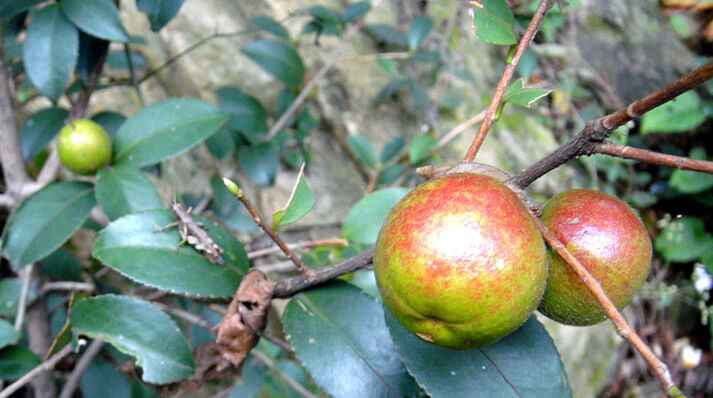 【茶油的免费功能】井江茶油自然好油-5L山茶