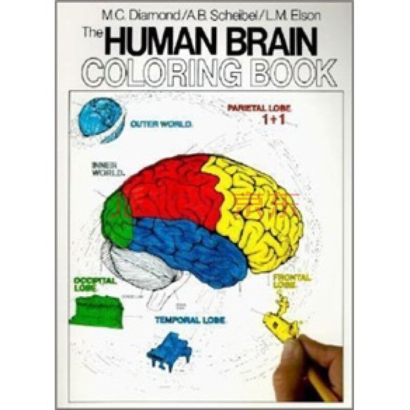 human brain coloring book