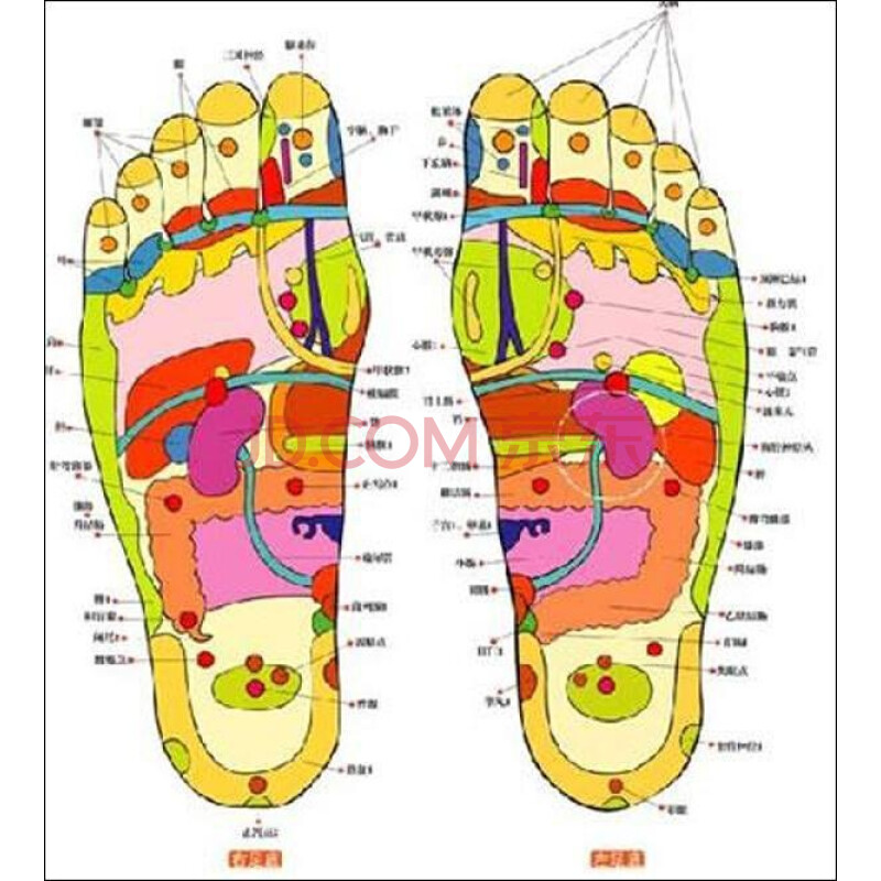 足部反射区位于膝部以下,遍布于足的足底,足背,内侧,外侧以及小腿,而