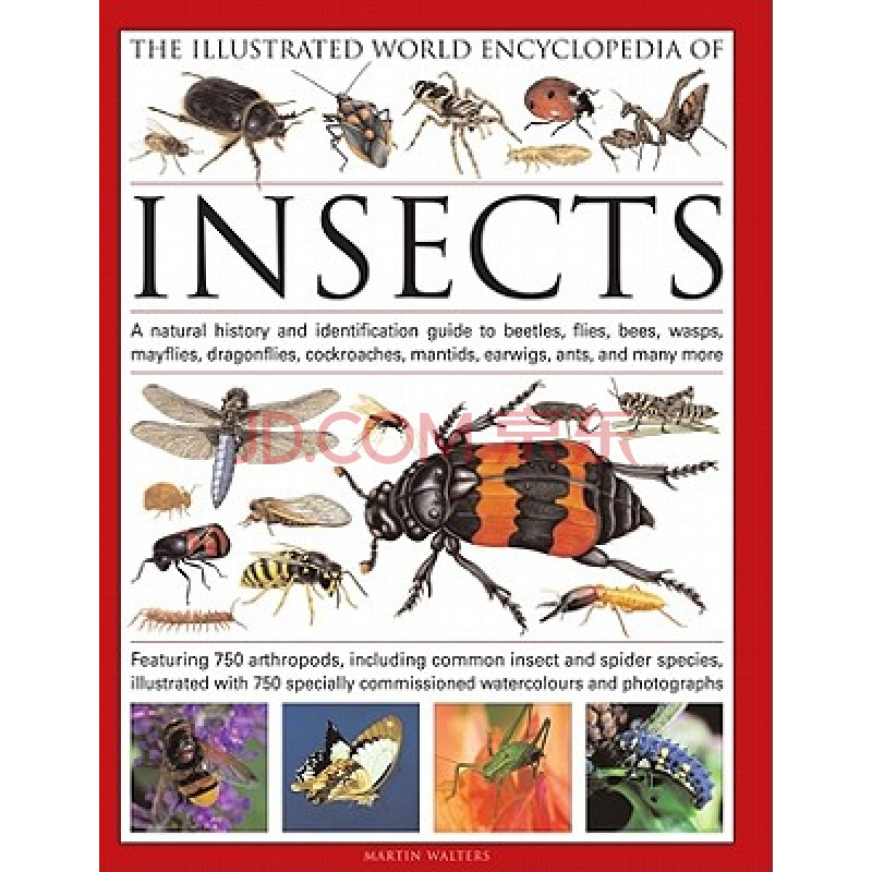 the illustrated world encyclopedia of insects