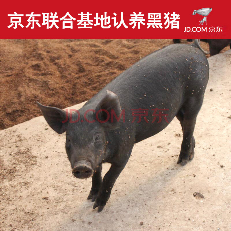 【沱沱工社】有机散养 松辽黑猪 10个月 150-160斤 免费提供喂养技术