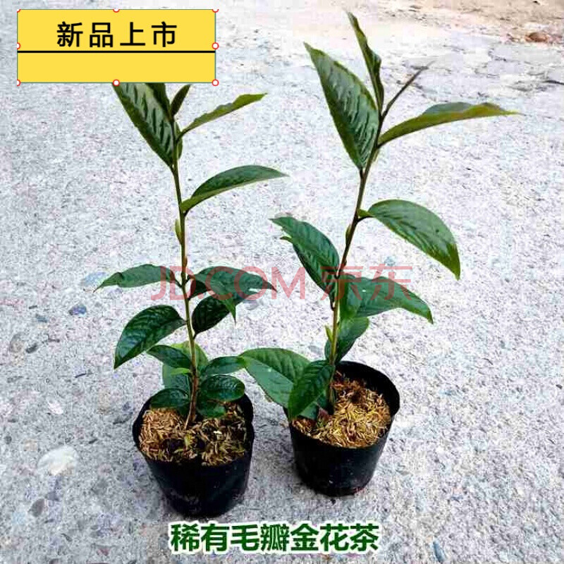 稀有毛瓣金花茶单杆苗如图 1棵39