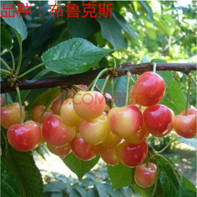 苗美国车厘子大樱桃树苗水果盆栽地栽当年结果南方北方种植 布鲁克斯