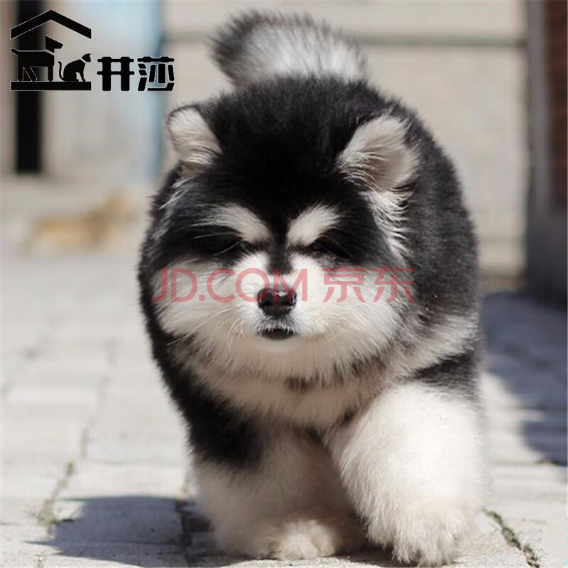 犬狗纯种宠物狗狗活体纯种雪橇犬大型犬巨型犬黑白色灰色棕色阿拉私家