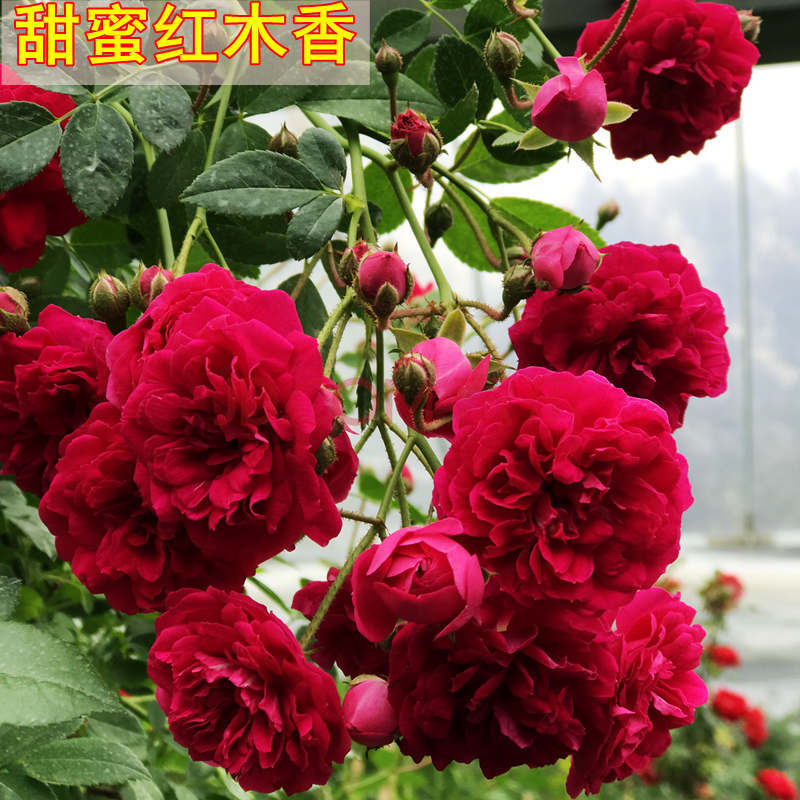 中梦木香花苗浓香四季开花红木香耐寒庭院攀爬植物红花蔷薇黄木香盆栽