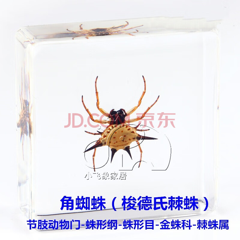 昆虫标本真昆虫镇纸胡蜂展翅标本创意树脂工艺礼品 skids 角蜘蛛