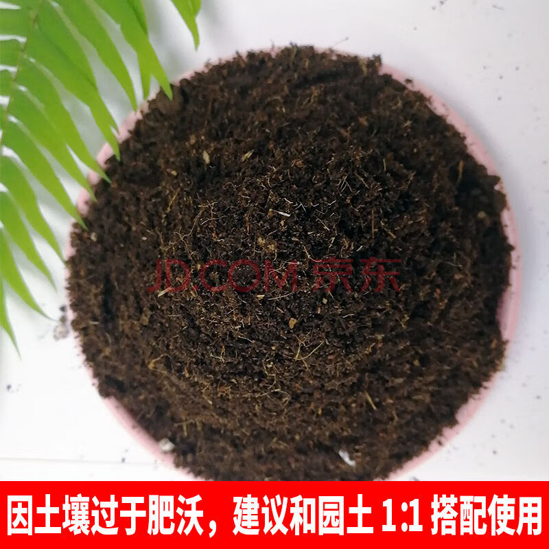 地栽放养珍珠罗汉松