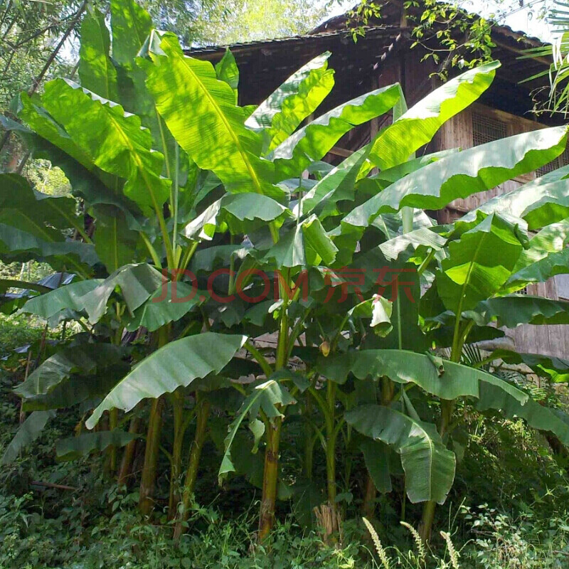 芭蕉树苗芭蕉苗绿天扇仙庭院观赏风景绿化树苗观赏香蕉树南方结果 q5