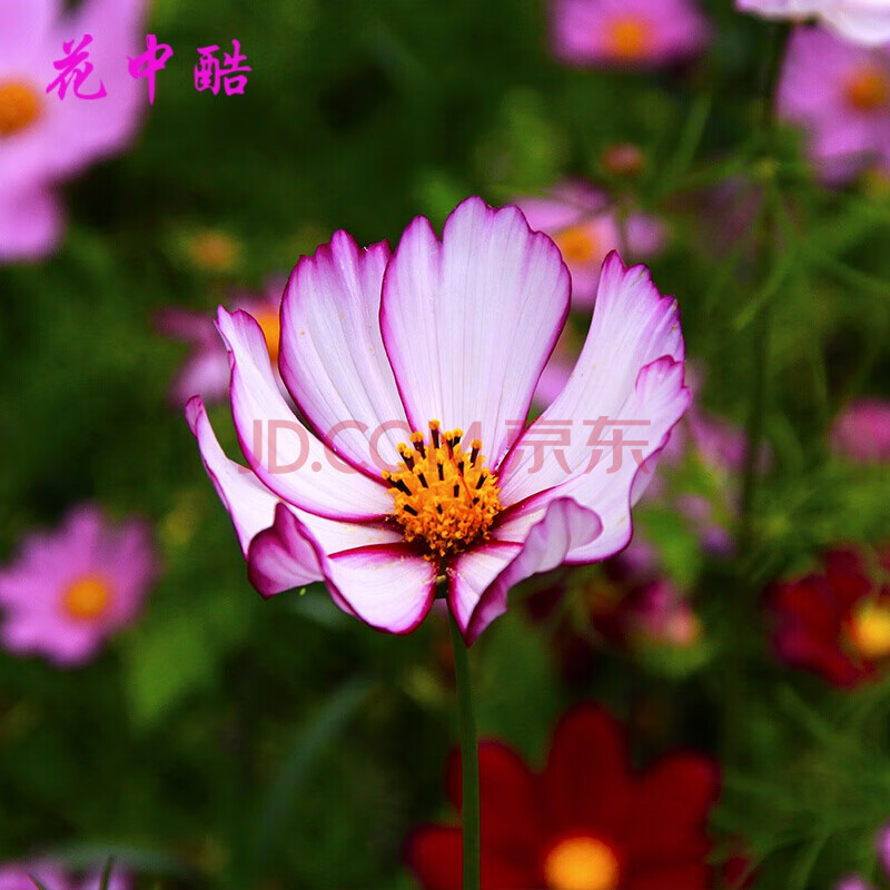 花中酷 百日草种子 波斯菊种 硫华菊种子 子格桑花混色四季开花易活花