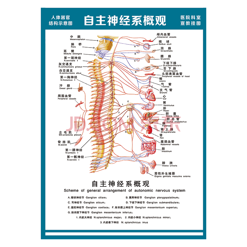 医院科室宣教挂图人体结构示意图器官解剖图全身骨骼图宣传画墙贴画