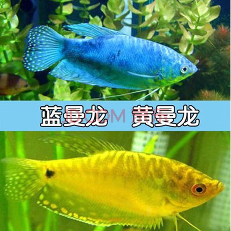 double yellow蓝曼龙黄曼龙银曼龙珍珠马甲接吻鱼活体