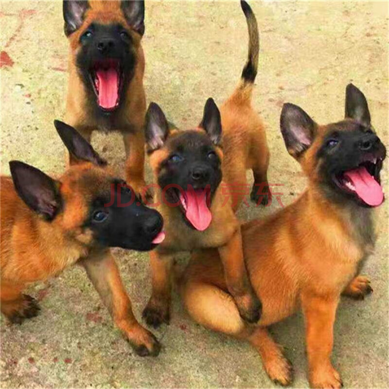 纯种马犬幼犬活体马犬 活体爆红马犬幼犬活体纯种狗狗爆红马犬幼犬