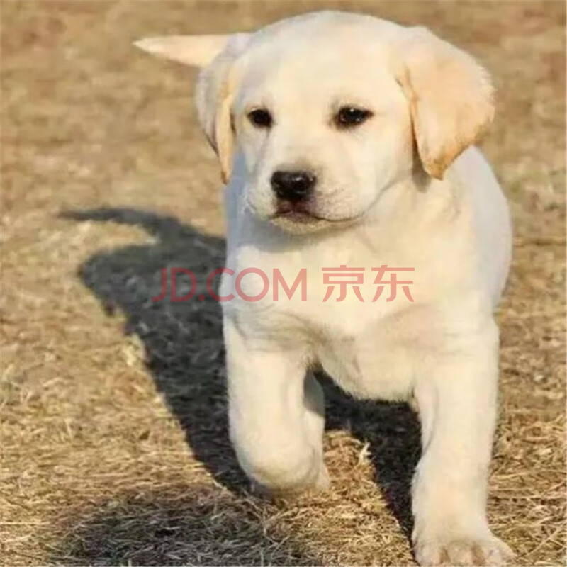 纯种拉布拉多寻回犬 白色奶油色 aa级拉布拉多 公