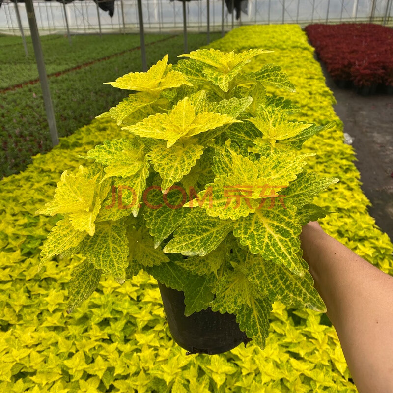 彩叶草盆栽彩叶草盆栽变色喜阳耐晒绿植室内外阳台庭院花卉好看观叶z2