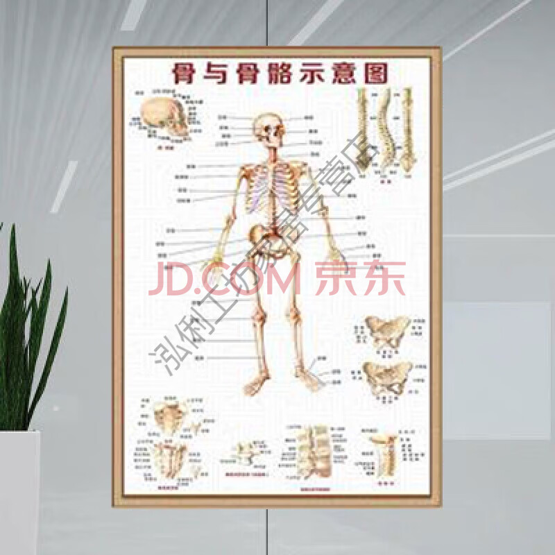 人体骨骼图大挂图肌肉解剖图器官结构图穴位医学骨科全身挂画图片 骨