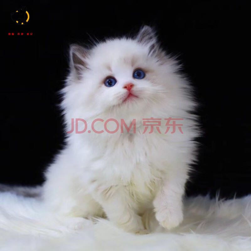 优宠它 布偶猫猫咪活体 纯种血统布偶宠物猫幼猫海豹双色重点色海双白