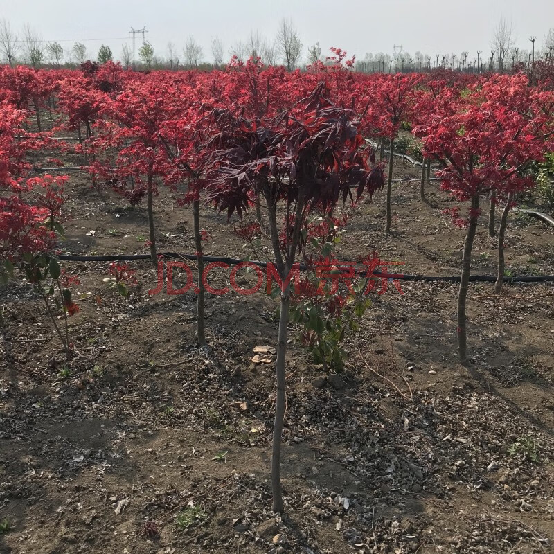 美国红枫树苗 日本红枫苗中国红四季红 盆栽庭院植物