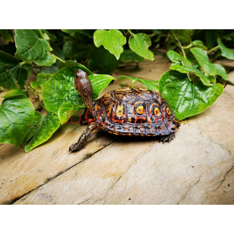萌萌哒油彩木纹龟半水陆养吃素菜苗种龟 油彩
