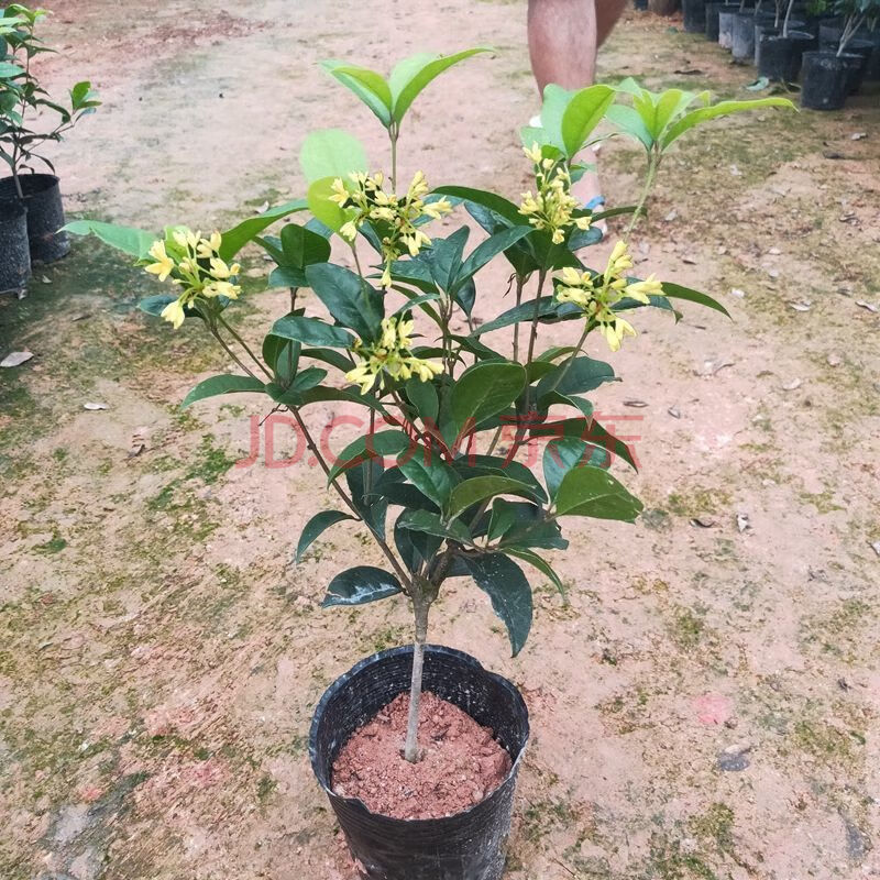 精品绿植盆栽桂花树苗四季桂月月桂八月桂四季开花室内阳台庭院好养