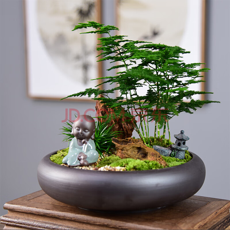 自然空间(zrkonjn)云竹盆景绿植盆栽室内办公室桌面观赏植物竹子四季
