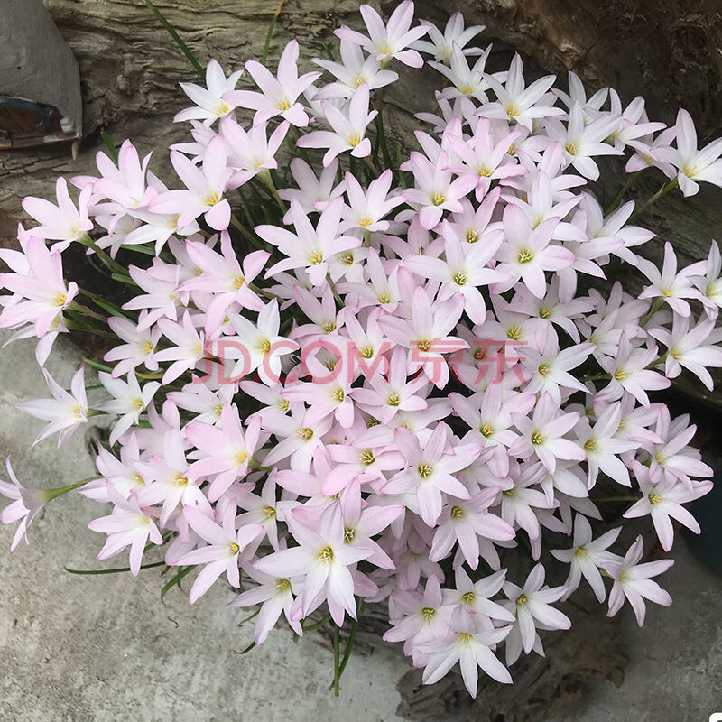 四季开花重瓣风雨兰种球风雨花葱兰韭兰庭院阳台盆栽花卉耐热耐寒